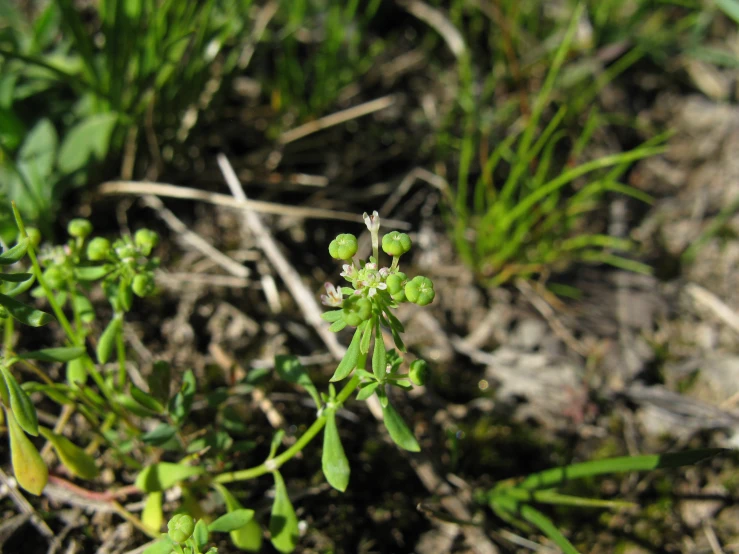 a small cluster of little green flowers