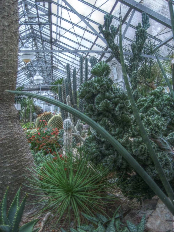 a large cactus garden surrounded by many green plants