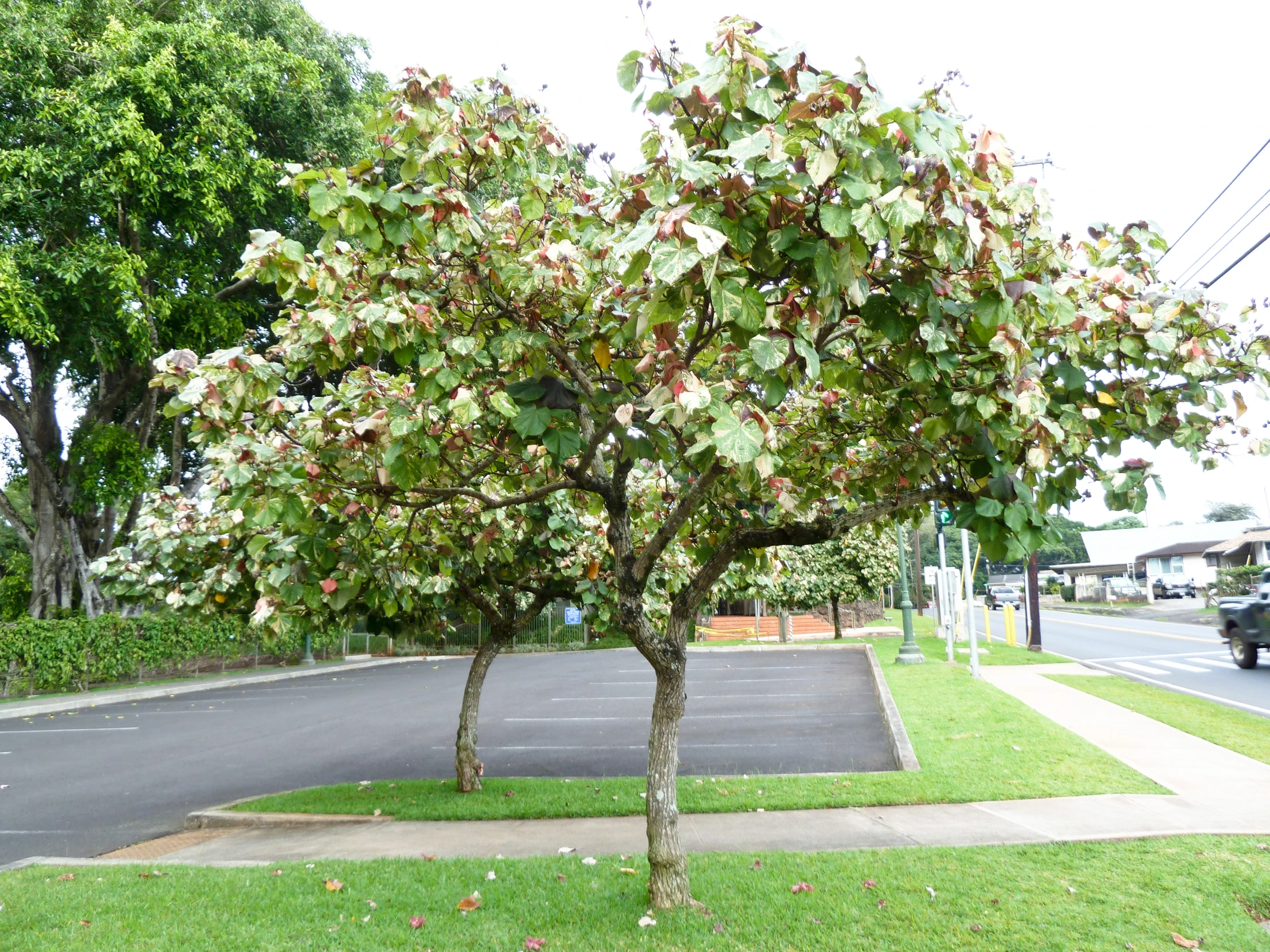 a tree stands next to a street corner