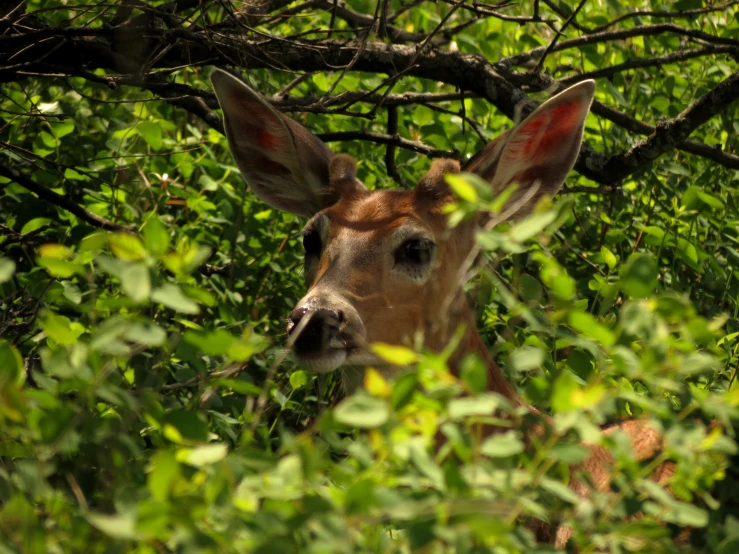 a deer is looking at the camera through bushes