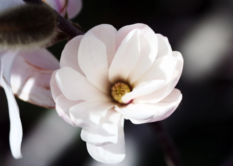 the petals of a blooming white flower are showing