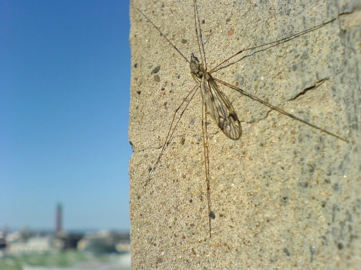 a large bug is sitting on the side of a building