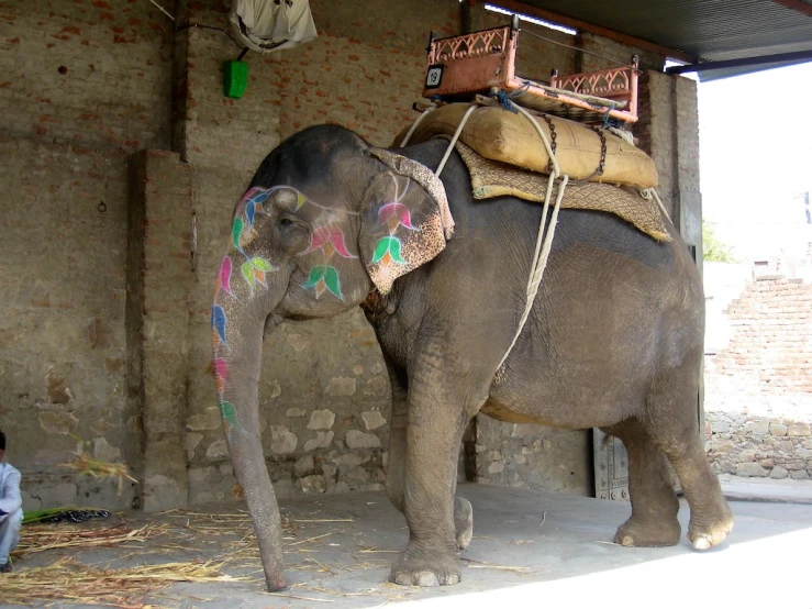 an elephant with a saddle and suitcase on its back