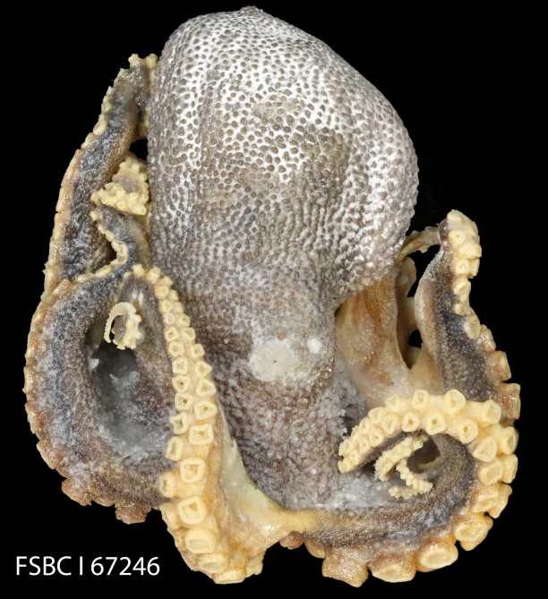an octo with several heads and claws laying on it