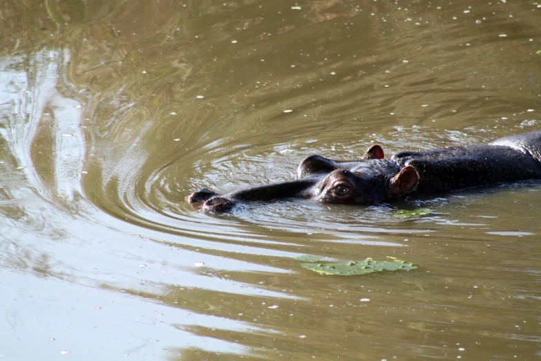 an animal in a body of water with its head submerged