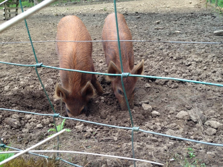 a couple of pigs eating grass in a fenced off area