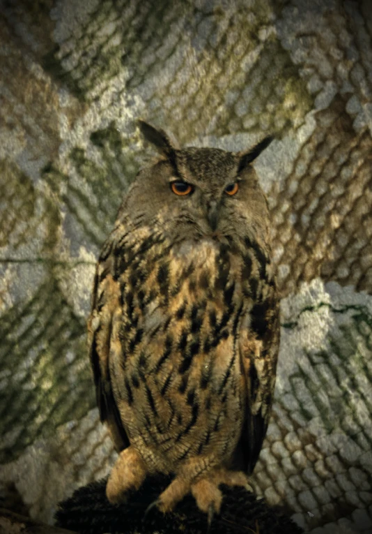 an owl standing in front of a mesh wallpaper