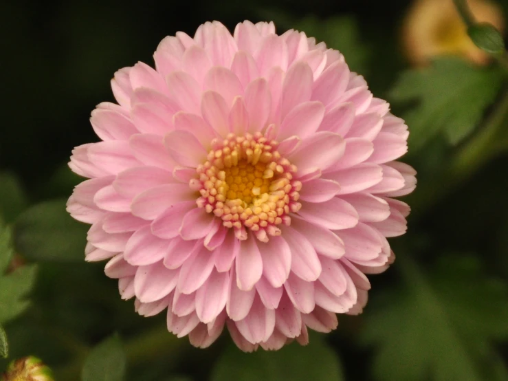 a pink flower with green leaves in the background