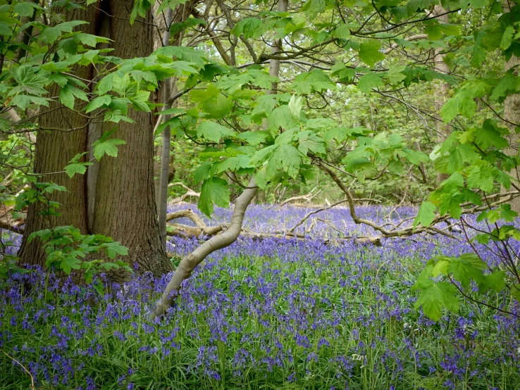 trees and bluebells in the forest on a cloudy day