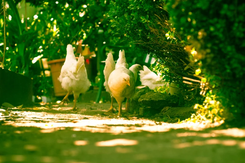 several chickens are walking through the shaded park