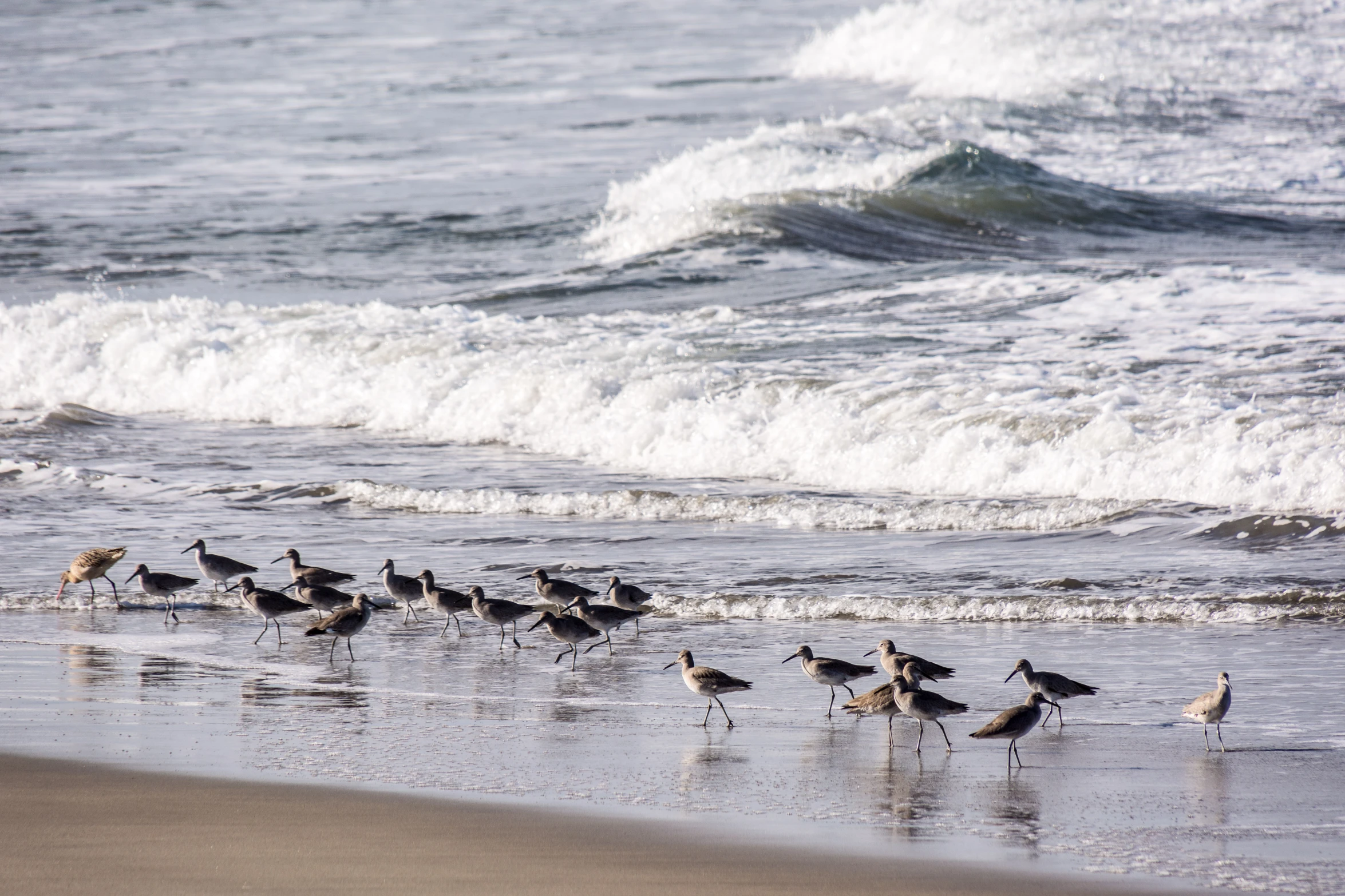 group of birds standing on shore line next to ocean