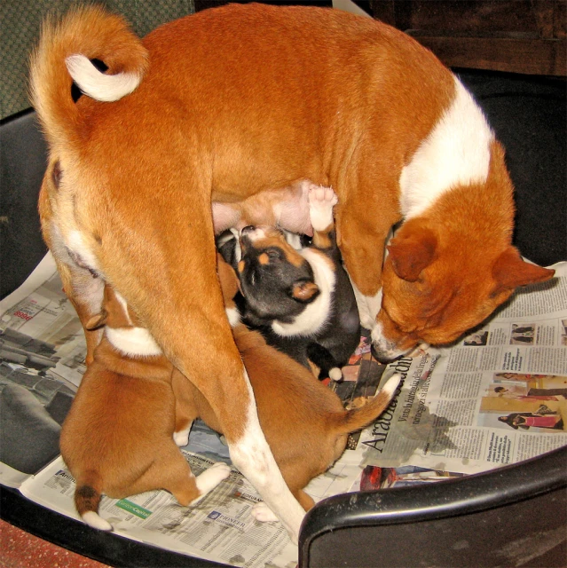 two puppies are playing with one another on newspaper