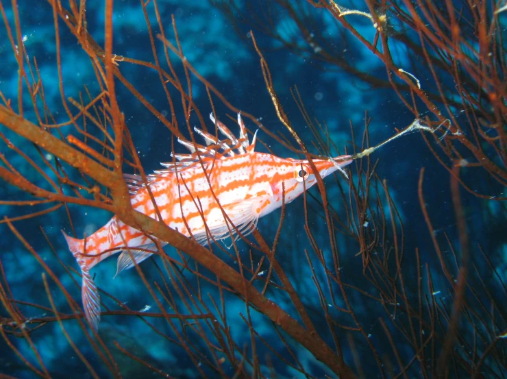 a fish in an ocean with bright orange coral