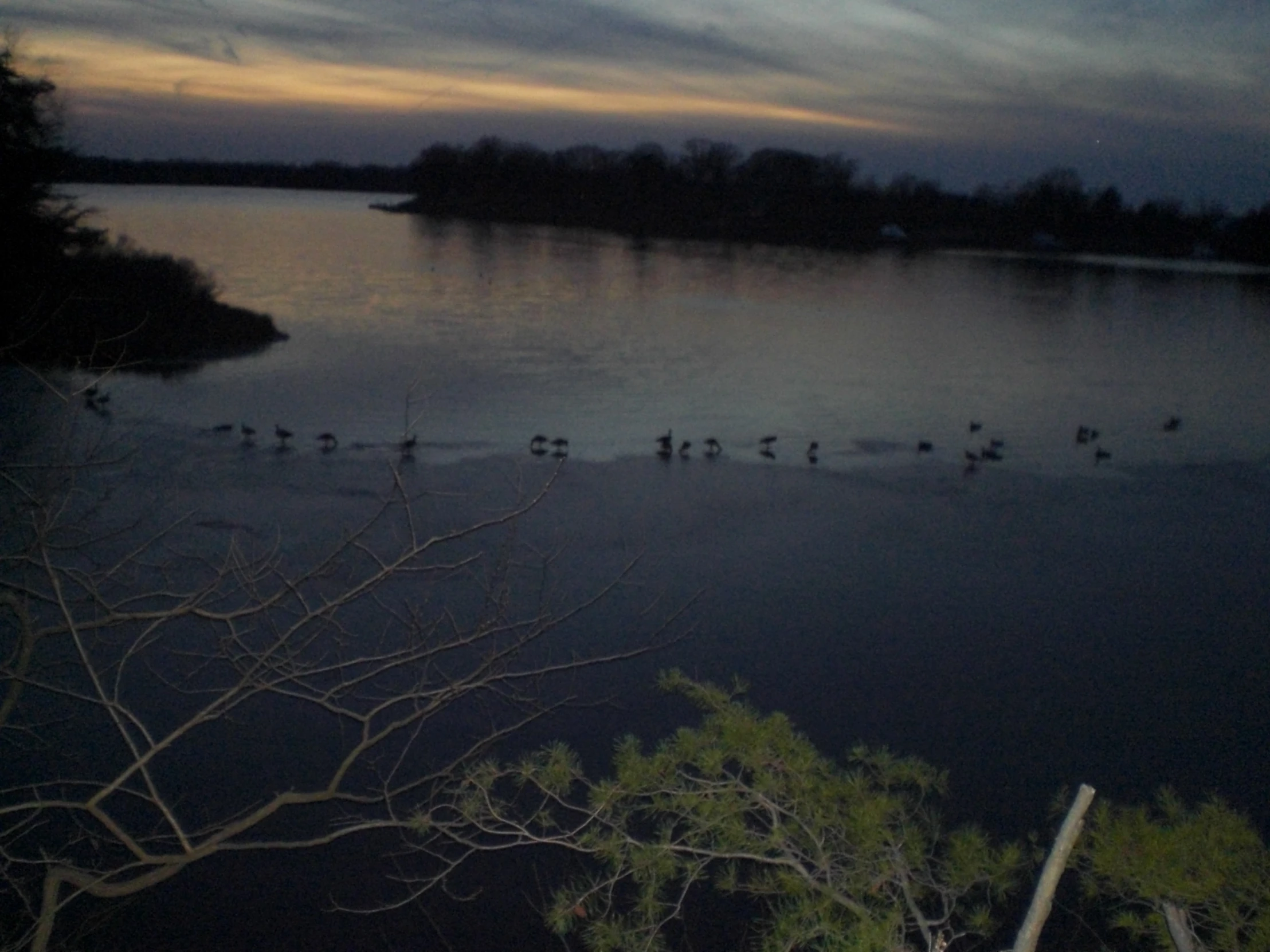 a flock of ducks swimming on the surface of a lake