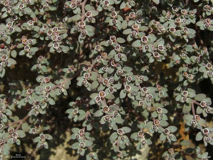 close up view of green and red plant life