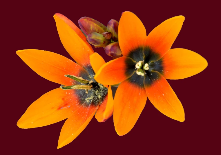 two orange flowers are set in front of a red background