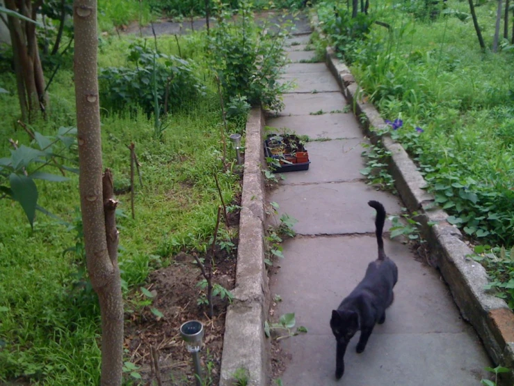 a black dog walks down a cement path in a garden