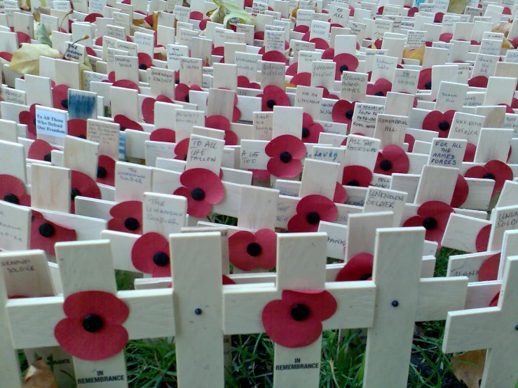 rows of wooden crosses decorated with red flowers