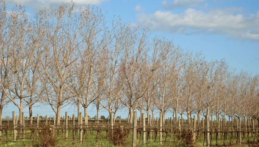 a field full of tall trees under a blue sky