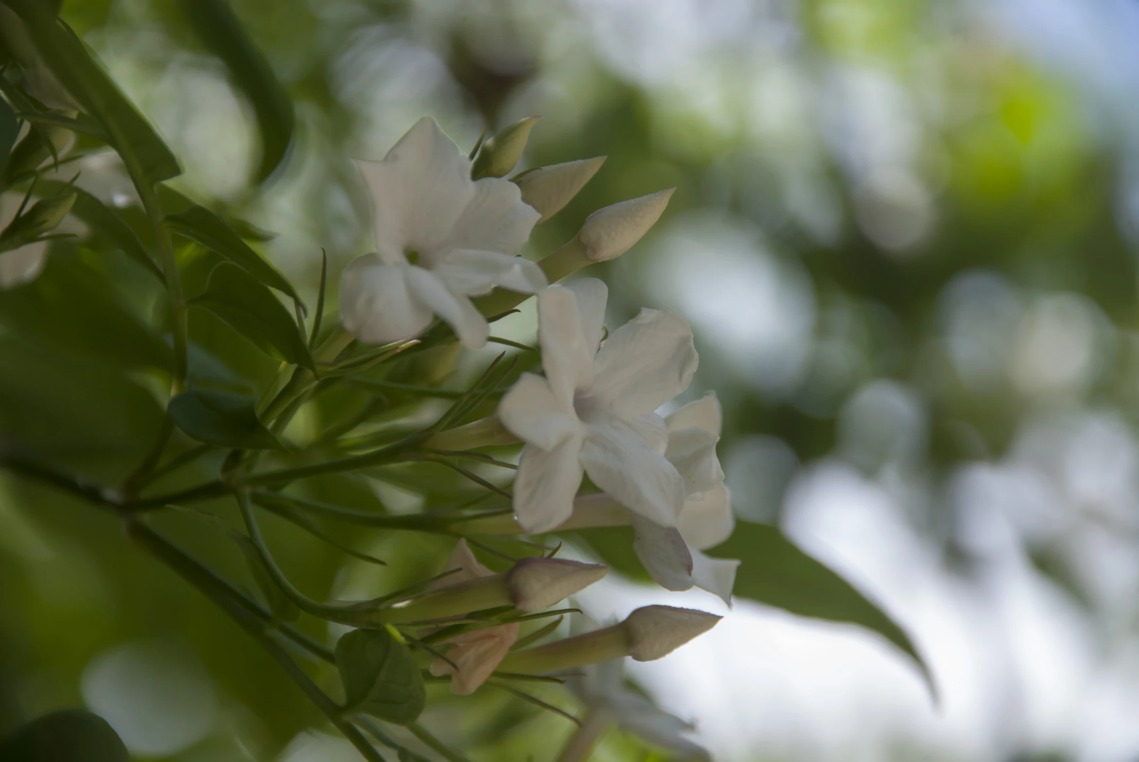 an image of a white flower in bloom