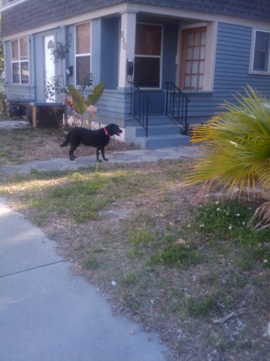 black dog in front of house with no door