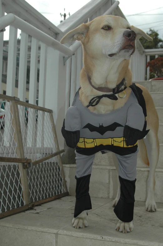 a dog dressed up as a batman poses on steps
