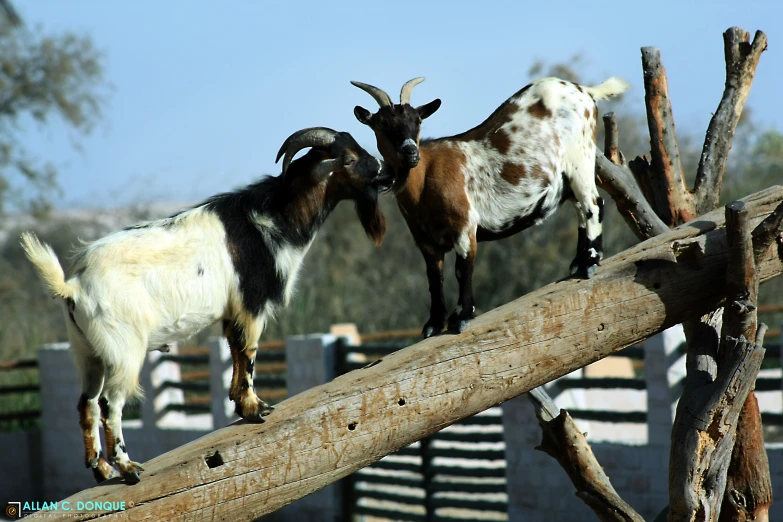 a goat on top of another animal standing by itself