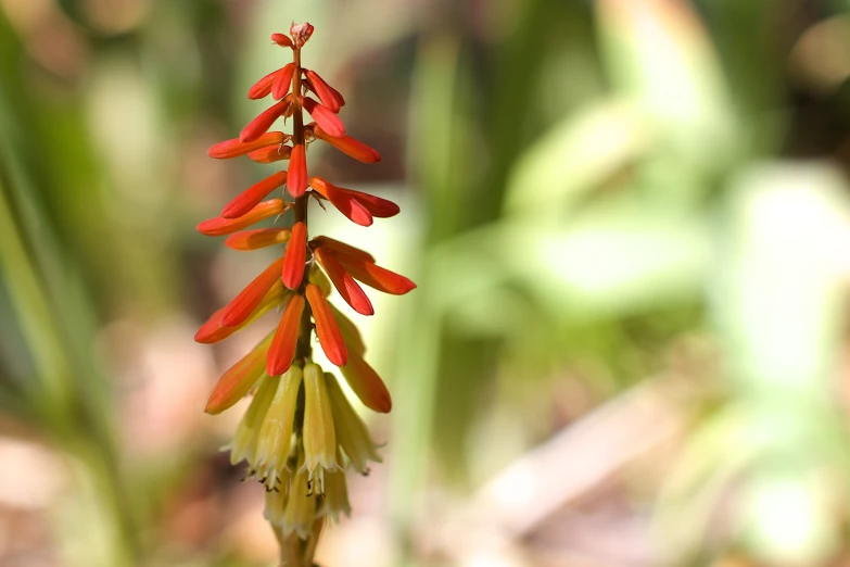 a small flower on the tip of the flower head