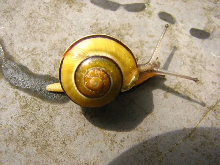 a large yellow snail laying on the ground