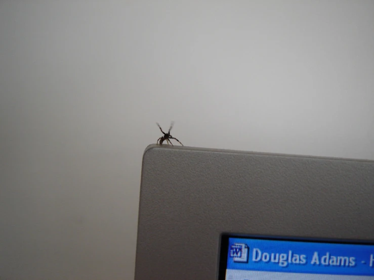 a mosquito is perched on the corner of a tv