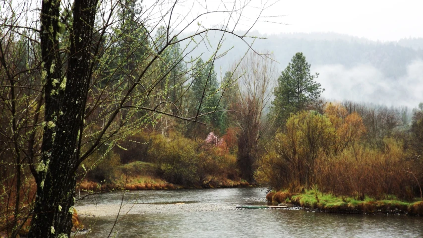 a river surrounded by forest with a bunch of trees in it