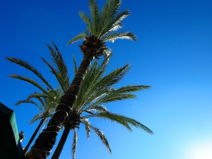 two palm trees are shown in a blue sky