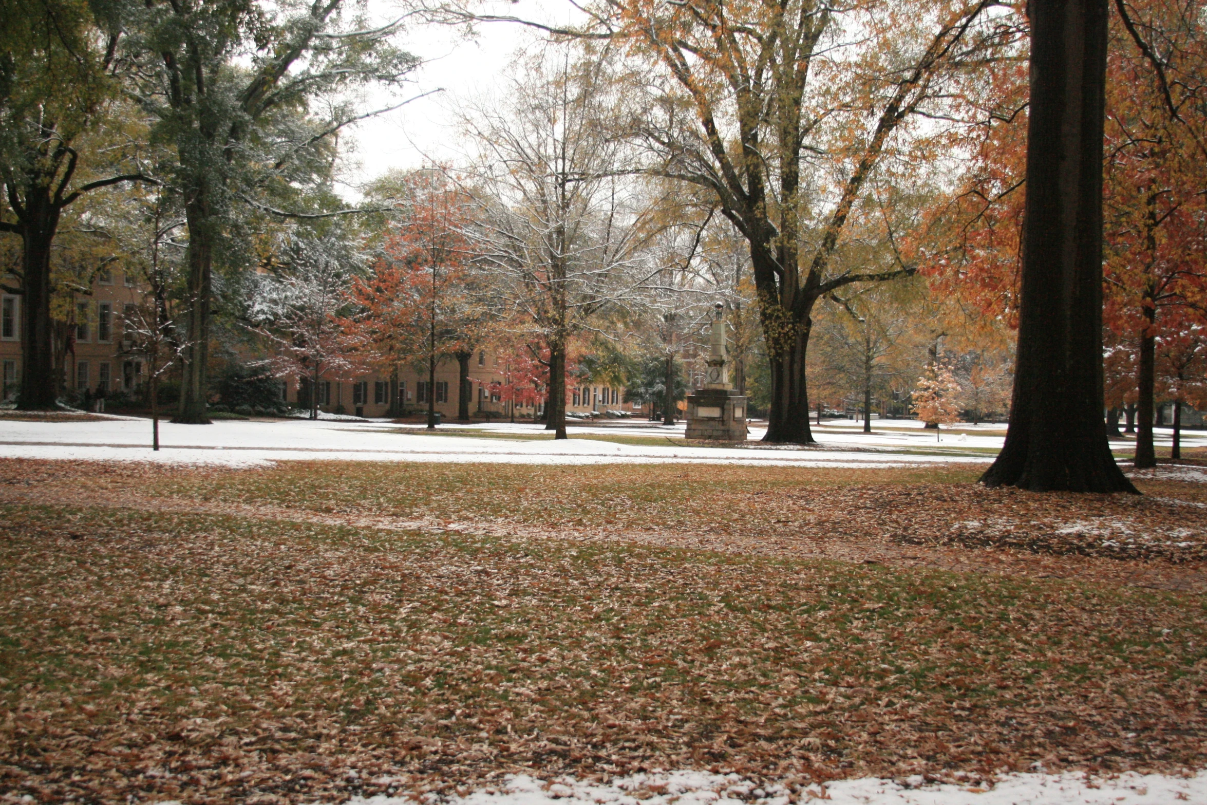 a park covered in fallen leaves in the winter