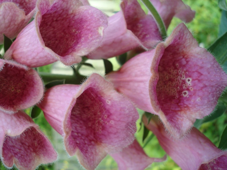 a close up s of several flowers in a garden