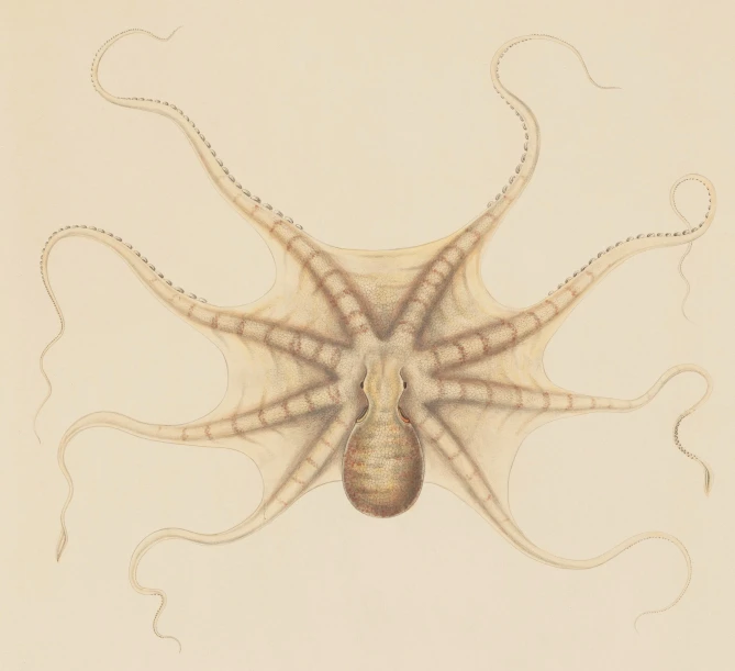 an image of a squid with its tentacles and face