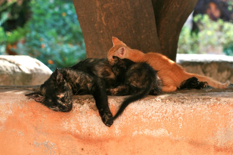 two cats that are laying on top of each other