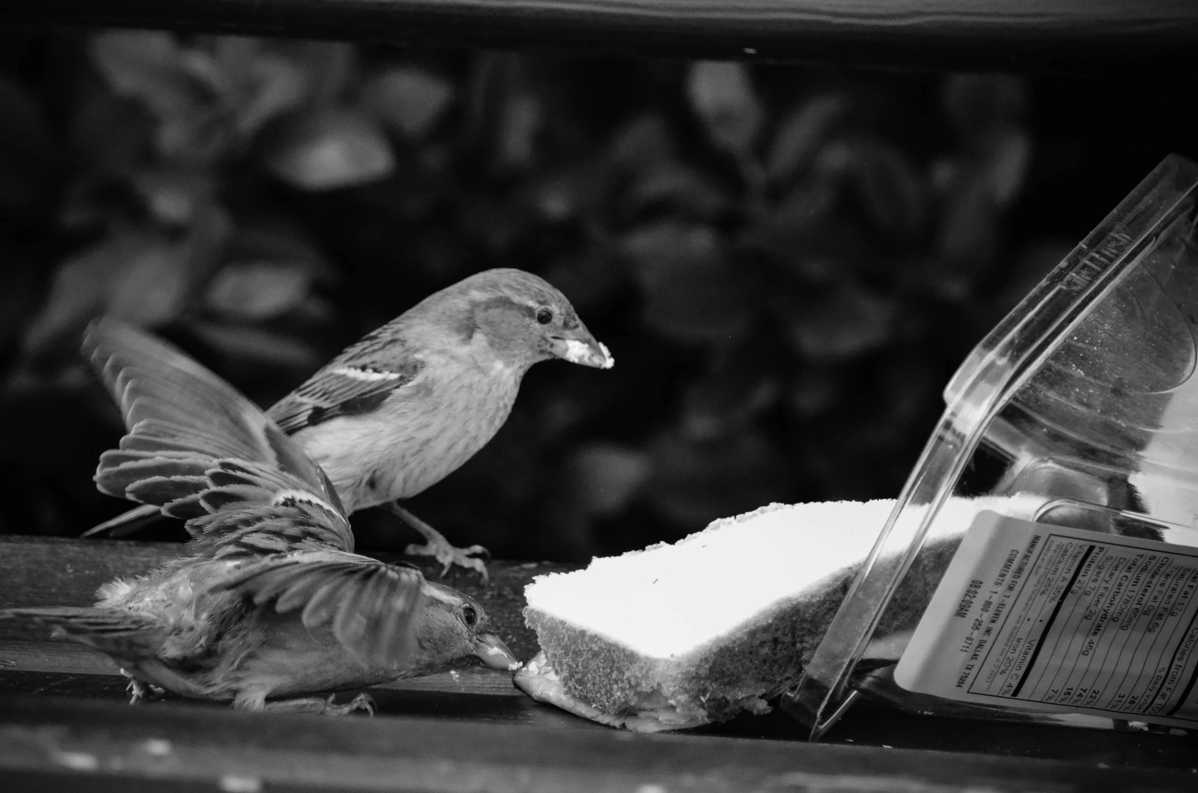 a small bird eating bread from a bagel