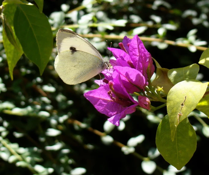 a small erfly sitting on top of a purple flower