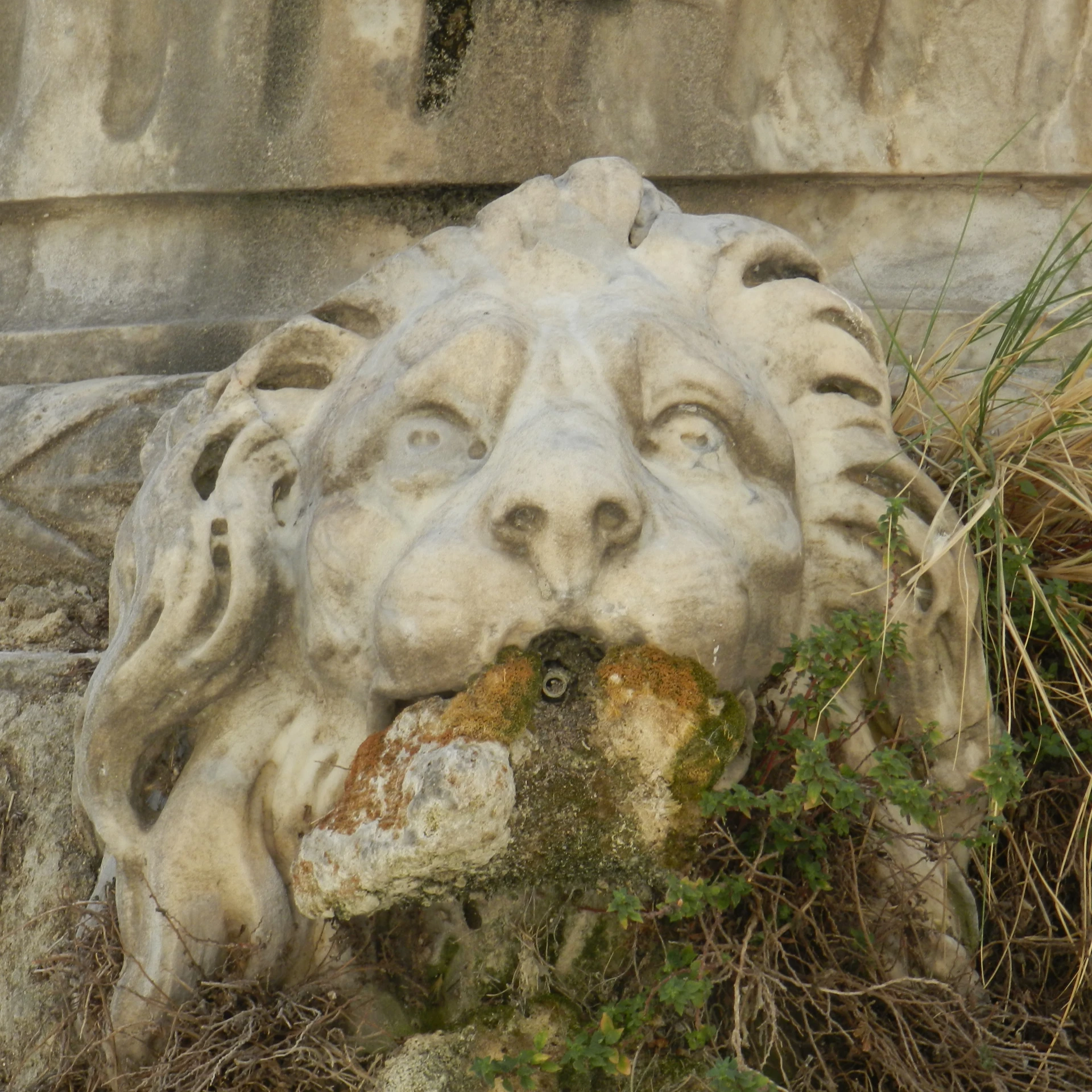 a white stone face with vines growing on the bottom of it