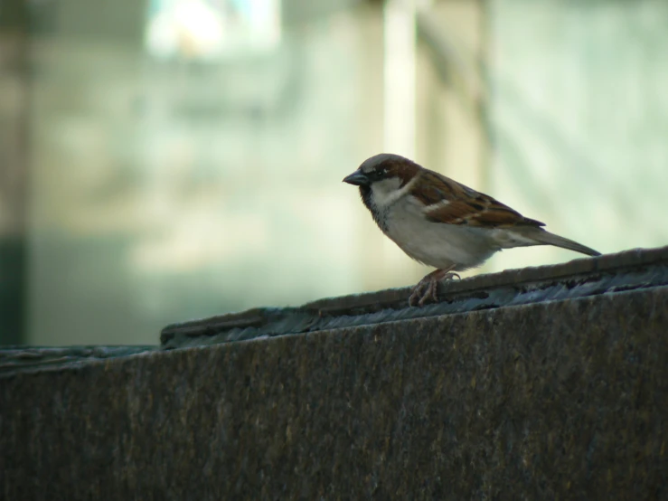 a bird perched on the edge of a stone wall