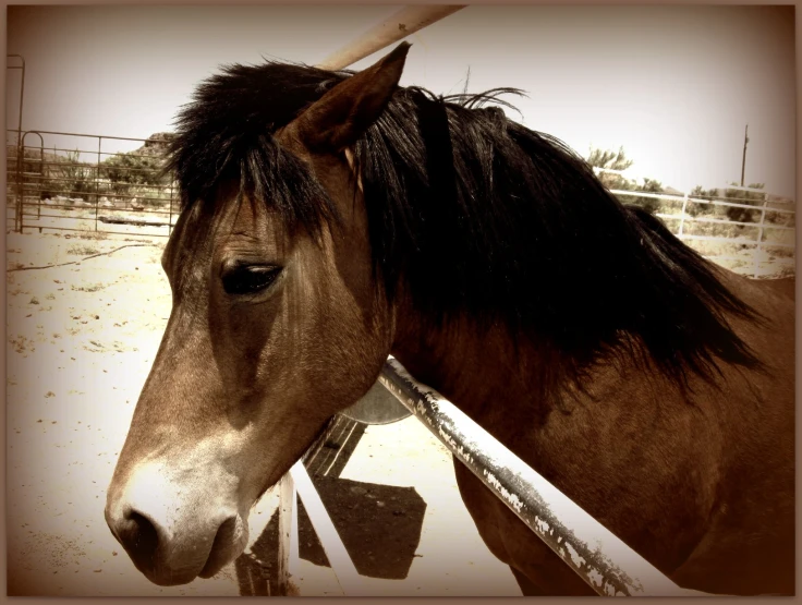 the brown horse is looking over the fence