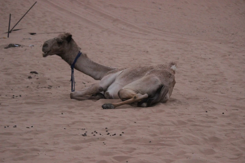 a camel that is laying down in the sand