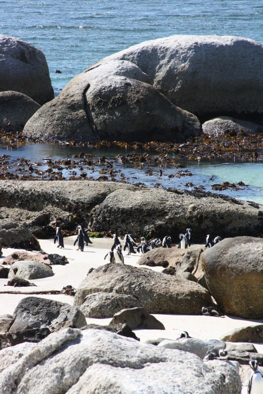 penguins walking along a sandy beach next to large rocks