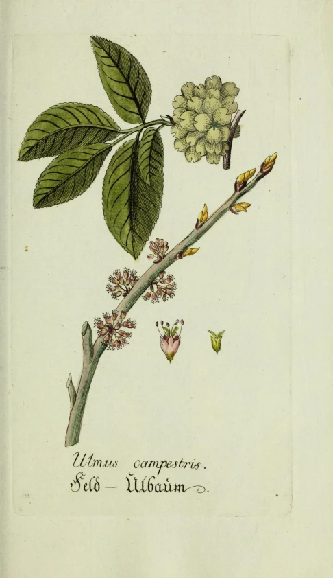 this is an illustration of a nch with leaves and buds