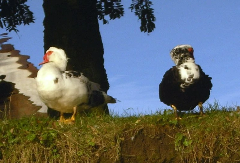 several large birds standing on top of a lush green hillside