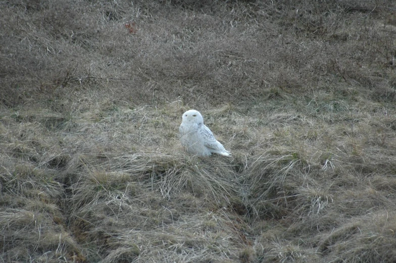 a white owl sitting on the grass near some brush