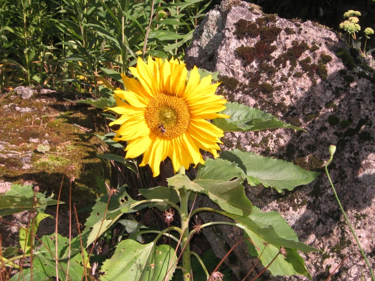a yellow flower sitting between some rocks on the grass