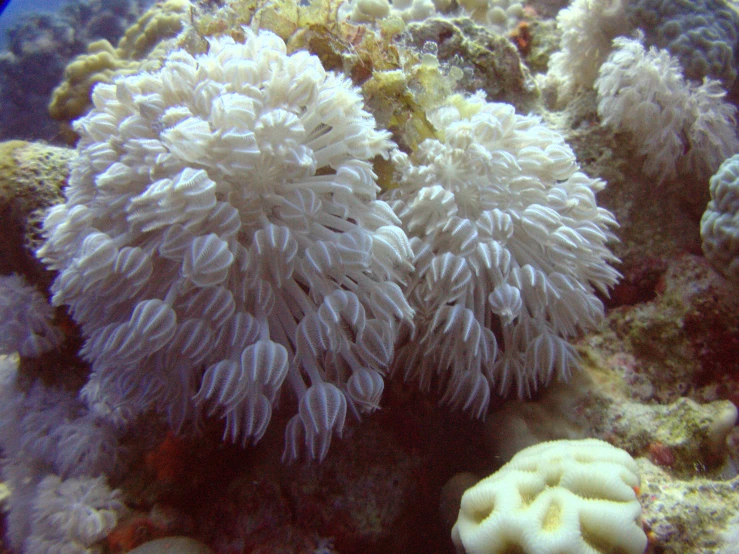 an underwater scene of some corals and a spongefish
