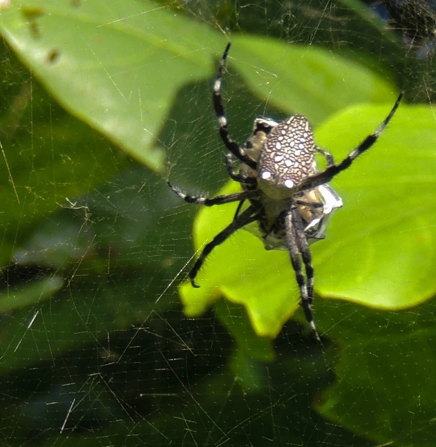 the spider is sitting on a nch with green leaves