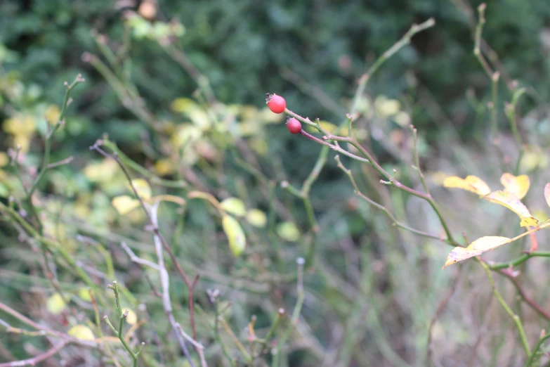 closeup image of plant with small red berries